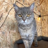 Zaubermaus Shivka sucht ihren Platz zum Ankommen, Katze zur Adoption