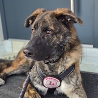 CARLO sucht liebevolle Menschen oder Pflegestelle, Hund zur Adoption