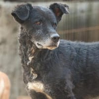 BIMALsozialer Familienhund wartet schon in 67753 Aschbach, Hund zur Adoption