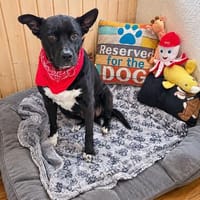 Hundeprofessorin Kira bietet viel u. wünscht sich, Hündin zur Adoption