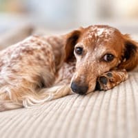 Bella (aka Baby), sanfte Seelenhündin, ca. 1-2 Jahre, Hündin zur Adoption