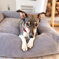 Alba, stubenreines und verschmustes Hundemädchen, ca. 10 Mon, Hündin zur Adoption