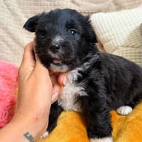 Molchi - kleiner Herzensbrecher sucht seine Familie, Hund zur Adoption