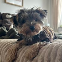Milo, Hund zur Adoption