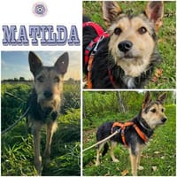MATILDA ° menschenbezogene und sportliche Hündin, Hündin zur Adoption