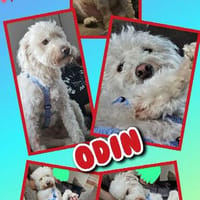 hübscher katzenverträglicher Odin auf PS 91459, Hund zur Adoption