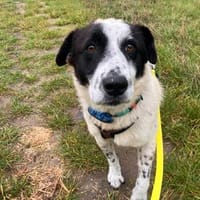 Sam - der Zutrauliche Rüde im perfekten Alter, Hund zur Adoption