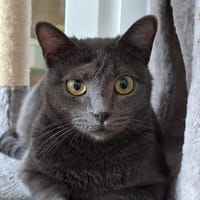 Vera Russich Blau Mix, Katze zur Adoption