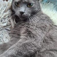Wisha  verschmuste Katze sucht liebevolles Zuhause, Katze zur Adoption