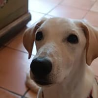 Lilla - wartet in 53119 Bonn, Hündin zur Adoption