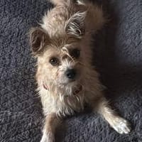 Giselle sucht ihr Für-immer-Zuhause (F), Hündin zur Adoption