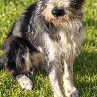 Belle sucht liebevolles Zuhause (I), Hündin zur Adoption