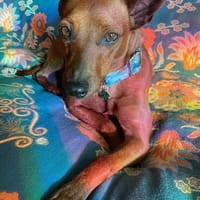 Verschmuster Paquito sucht sein Zuhause, Hund zur Adoption