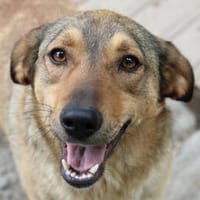 Maybrit ist ein Sonnenscheinchen!, Hündin zur Adoption