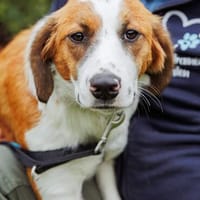 Lola - sucht liebevolle Familie für immer - bist du es ?, Hündin zur Adoption