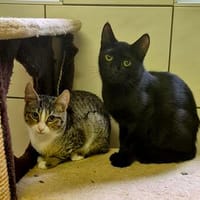 Junge Katzen, Kater zur Adoption