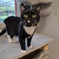 GRASSOUILLET, chat à adopter