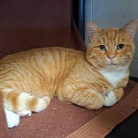 GLOUTON, chat à adopter