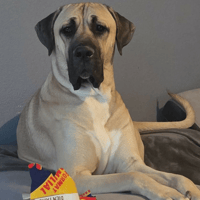 Oslo, chien à adopter