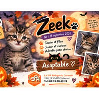 ZEEK, chat à adopter