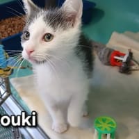 Pouki, chat à adopter