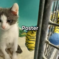Poster, chat à adopter