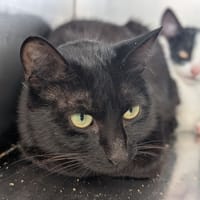 SYBELE, chatte à adopter