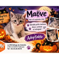 CANDY / MAOVE  (Réservée), chatte à adopter