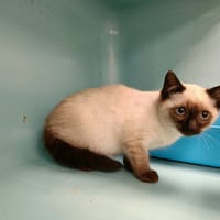 BRODWAY QCT, chat à adopter