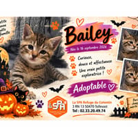 Bailey, chatte à adopter