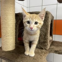zouzou, chat à adopter