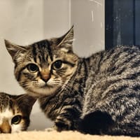 Chouette (Réservée), chatte à adopter