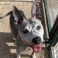 Nikita, chienne à adopter
