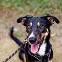 Aiko (réservé), chien à adopter