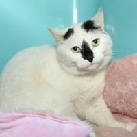 NALA  A17026, chatte à adopter