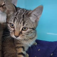 ARAMIS C, chatte à adopter
