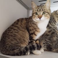 Georgette (réservée), chatte à adopter