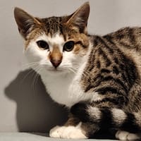Francis (réservé), chat à adopter