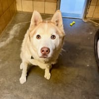 MONOKE, chienne à adopter