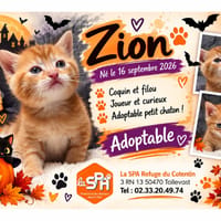 ZION (Réservé), chat à adopter