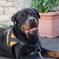 O'TEMPO, chien à adopter