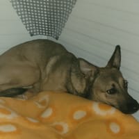 Miky, chienne à adopter
