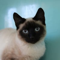 Grumeau, chat à adopter