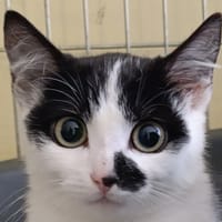 Kaki, chat à adopter