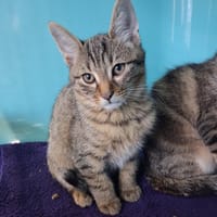 ATHOS C, chat à adopter