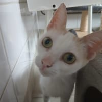 Urielle, chatte à adopter