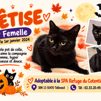 BETISE (Réservée), chatte à adopter