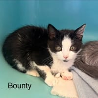 Bounty, chat à adopter