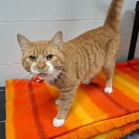 GOURMET, chat à adopter