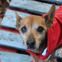 Diva, chienne à adopter